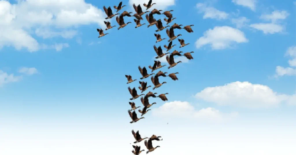 Geese migrating in question mark formation